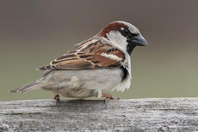 house sparrow 16