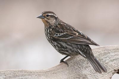 red winged blackbird 10