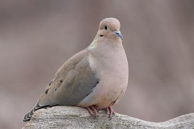 mourning dove 29