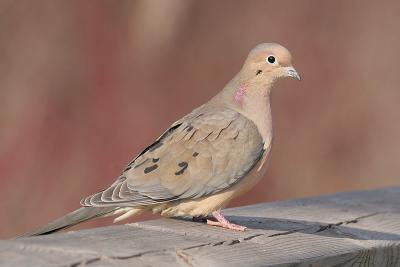 mourning dove 30