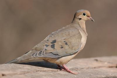 mourning dove 30