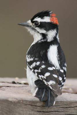 downy woodpecker 101
