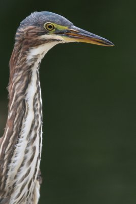 green heron 54