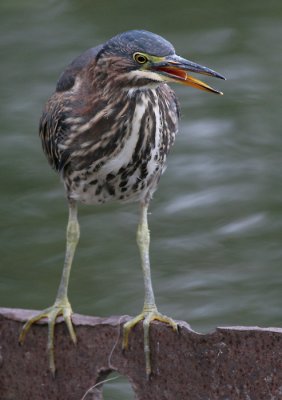 green heron 60