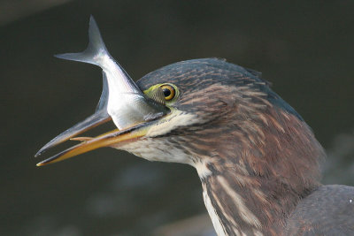 green heron 65