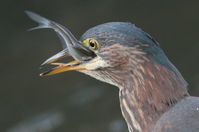 green heron 66