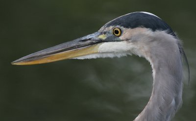 great blue heron 109