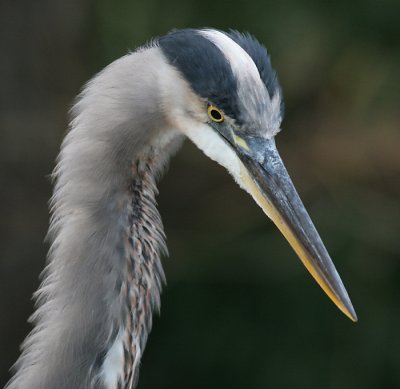 great blue heron 110