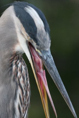 great blue heron 113