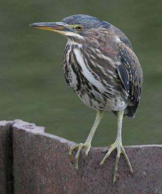 green heron 68