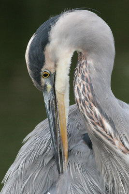 great blue heron 119