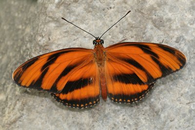 wingsofparadise10.JPG