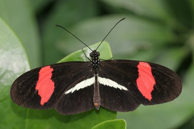 wingsofparadise11.JPG