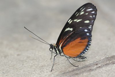 wingsofparadise12.JPG