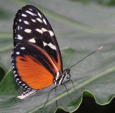 wingsofparadise19.JPG