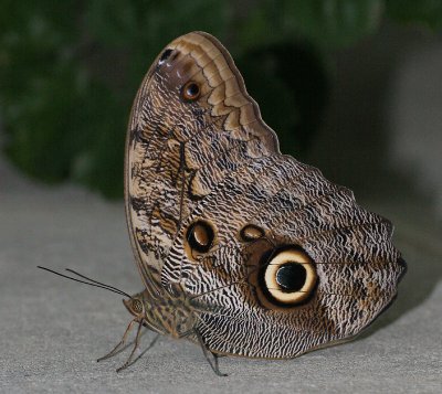 wingsofparadise22.JPG