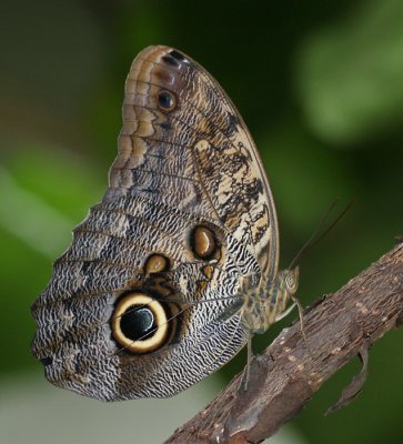 wingsofparadise27.JPG