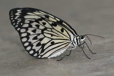 wingsofparadise3.JPG