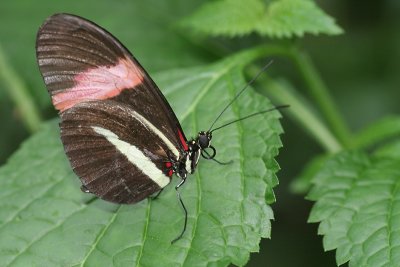 wingsofparadise8.JPG