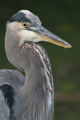 great blue heron 123