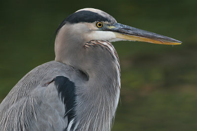 great blue heron 124