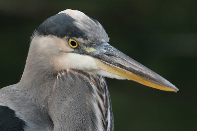 great blue heron 126