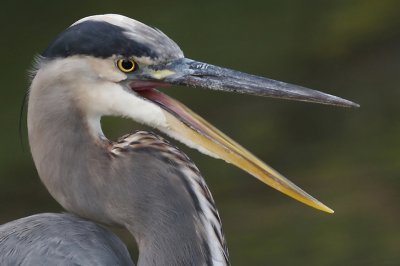 great blue heron 121