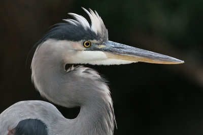 great blue heron 128