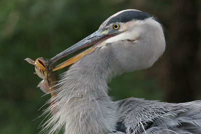 great blue heron 142