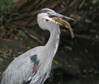 great blue heron 152