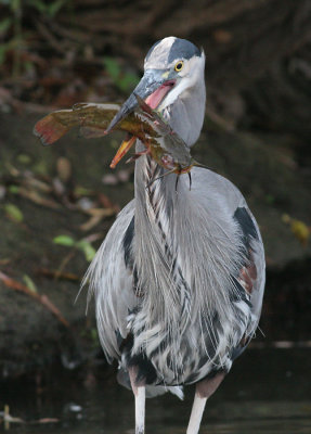 great blue heron 154