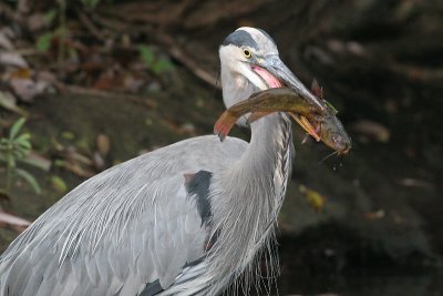 great blue heron 156