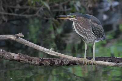 green heron 71