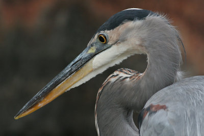 great blue heron 159