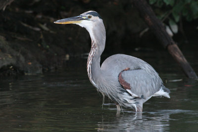 great blue heron 163