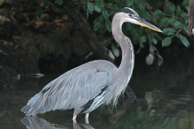 great blue heron 164