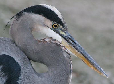 great blue heron 169