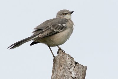 Mockingbird