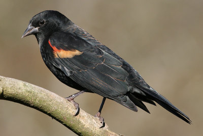 red winged blackbird 222