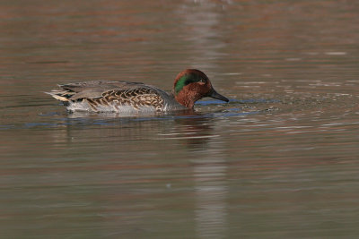 green winged teal 1