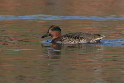 Green Winged Teal - Male