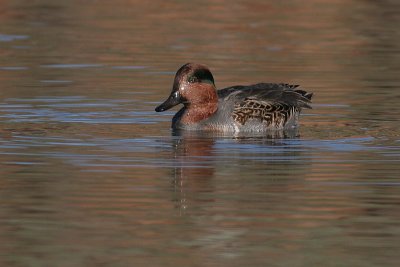 green winged teal 3