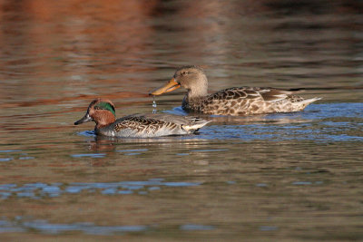 northern shoveller and teal