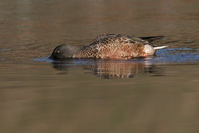 northern shoveler 1