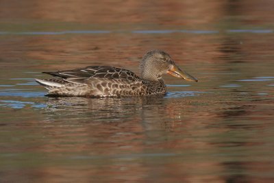 northern shoveler 5