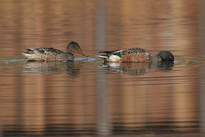 northern shoveler 8