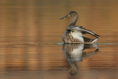 northern shoveler 12