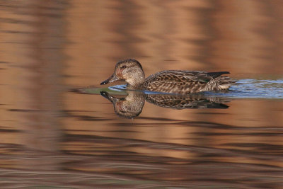 green winged teal 8