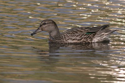 green winged teal 10