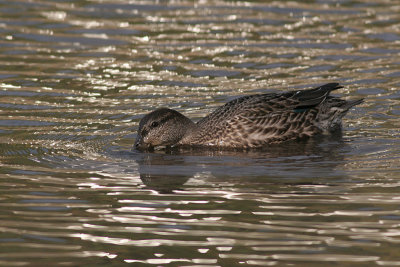 green winged teal 11